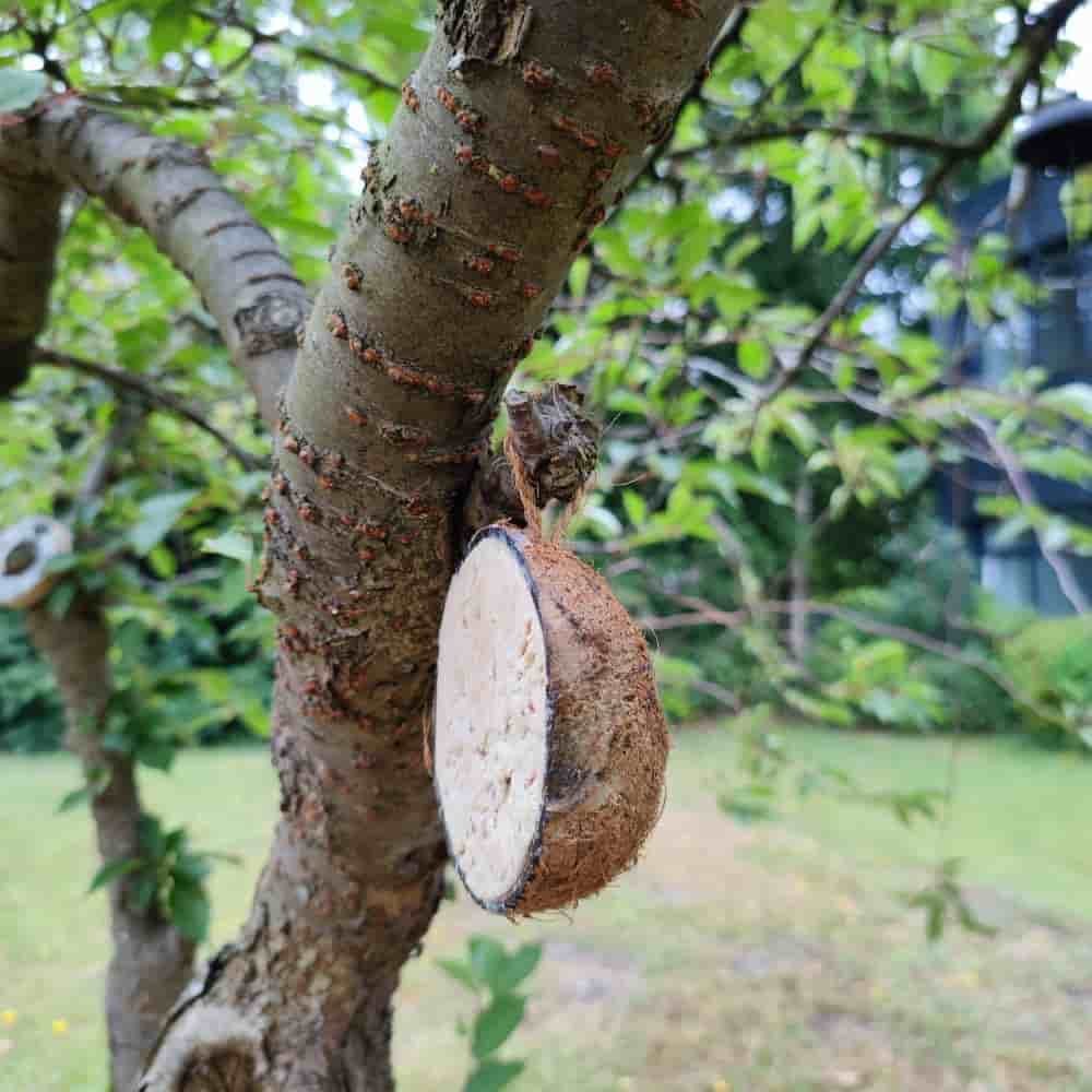 Hrană pentru păsările sălbatice, nucă de cocos alune 1/2-1